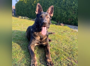 Ares - der Wirbelwind