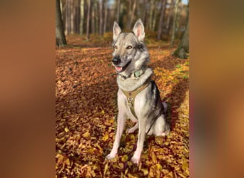 Floki - ist verschmust