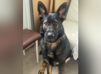 Ares - der Wirbelwind