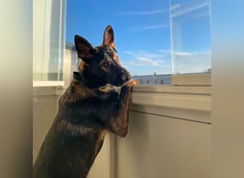 Ares - der Wirbelwind