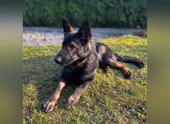 Ares - der Wirbelwind