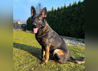 Ares - der Wirbelwind