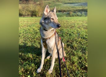 Floki - ist verschmust