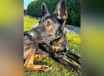 Ares - der Wirbelwind