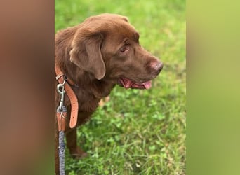 Moses - ist lieb&vorsichtig bei Kindern