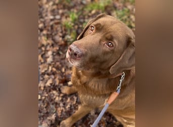 Moses - ist lieb&vorsichtig bei Kindern