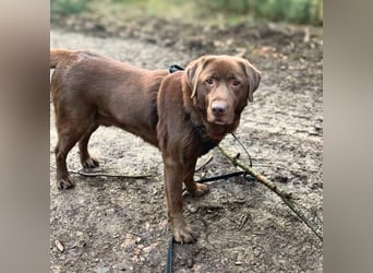 Moses - ist lieb&vorsichtig bei Kindern