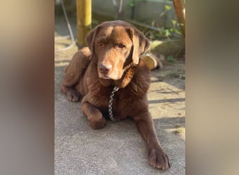 Moses - ist lieb&vorsichtig bei Kindern