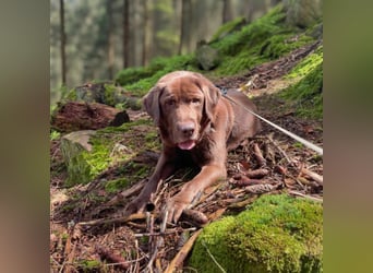 Moses - ist lieb&vorsichtig bei Kindern