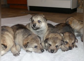 Sandros Leisha Dog Welpen (Wolfsschäferhund)