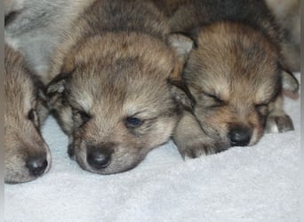 Sandros Leisha Dog Welpen (Wolfsschäferhund)
