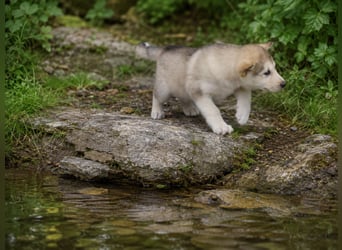 Welpen - Sandros Leisha Dog (Wolfsschäferhund) robust und natürlich