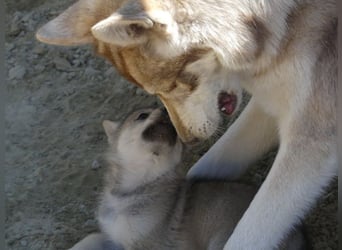 Sandros Leisha Dog Welpen (Wolfsschäferhund)