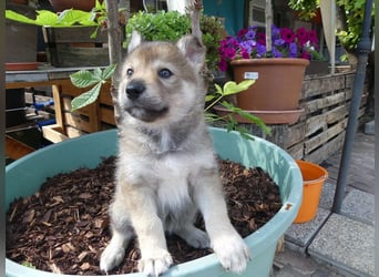 Welpen - Sandros Leisha Dog (Wolfsschäferhund) robust und natürlich