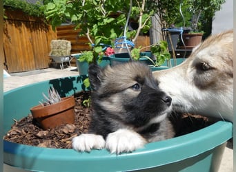 Welpen - Sandros Leisha Dog (Wolfsschäferhund) robust und natürlich