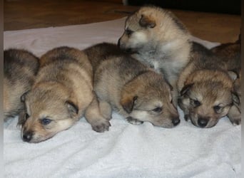 Sandros Leisha Dog Welpen (Wolfsschäferhund)