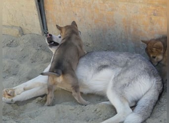 Sandros Leisha Dog Welpen (Wolfsschäferhund)