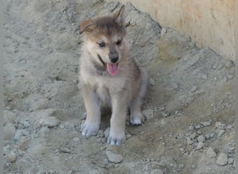 Sandros Leisha Dog Welpen (Wolfsschäferhund)