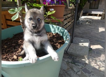 Welpen - Sandros Leisha Dog (Wolfsschäferhund) robust und natürlich