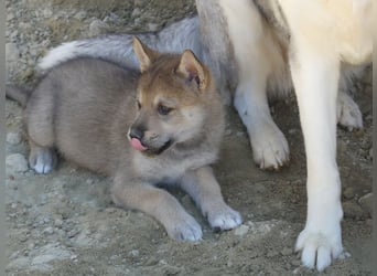Sandros Leisha Dog Welpen (Wolfsschäferhund)