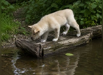 Welpen - Sandros Leisha Dog (Wolfsschäferhund) robust und natürlich