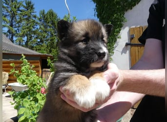 Welpen - Sandros Leisha Dog (Wolfsschäferhund) robust und natürlich