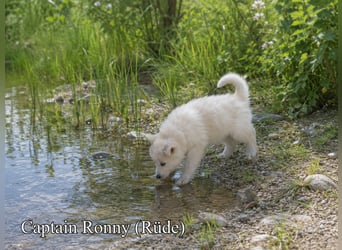 Welpen - Sandros Leisha Dog (Wolfsschäferhund) robust und natürlich
