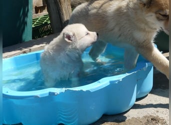 Welpen - Sandros Leisha Dog (Wolfsschäferhund) robust und natürlich