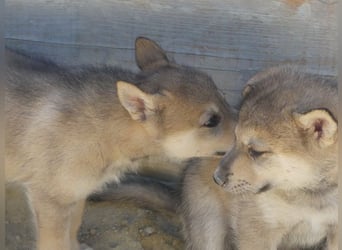 Sandros Leisha Dog Welpen (Wolfsschäferhund)