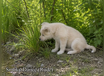 Welpen - Sandros Leisha Dog (Wolfsschäferhund) robust und natürlich