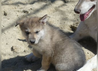 Sandros Leisha Dog Welpen (Wolfsschäferhund)