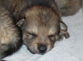 Sandros Leisha Dog Welpen (Wolfsschäferhund)