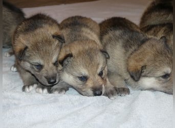 Sandros Leisha Dog Welpen (Wolfsschäferhund)