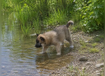 Welpen - Sandros Leisha Dog (Wolfsschäferhund) robust und natürlich