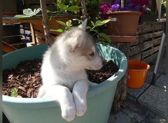 Welpen - Sandros Leisha Dog (Wolfsschäferhund) robust und natürlich