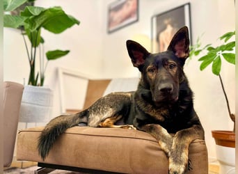 Ares - lernwillig&verschmust