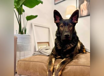 Ares - lernwillig&verschmust