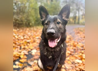 Ares - lernwillig&verschmust