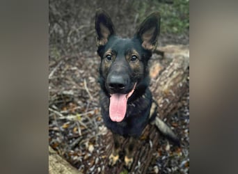 Ares - lernwillig&verschmust