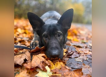 Ares - lernwillig&verschmust