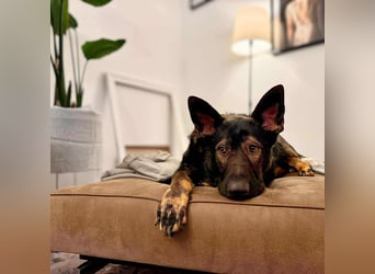 Ares - lernwillig&verschmust