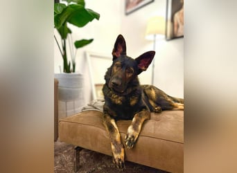 Ares - lernwillig&verschmust