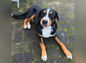 Rocky - ein sturer Einzelprinz