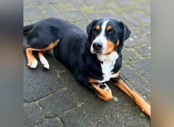 Rocky - ein sturer Einzelprinz