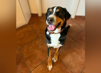 Rocky - ein sturer Einzelprinz