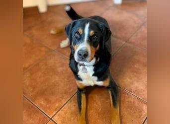 Rocky - ein sturer Einzelprinz