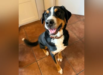 Rocky - ein sturer Einzelprinz