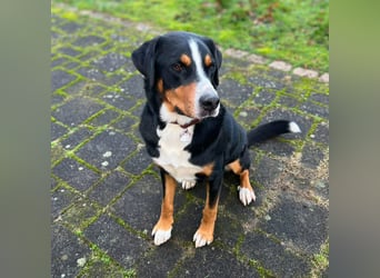 Rocky - ein sturer Einzelprinz