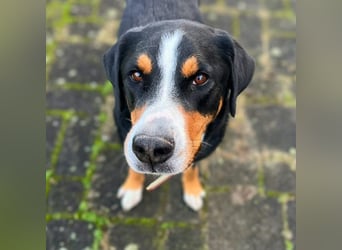 Rocky - ein sturer Einzelprinz