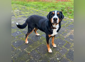 Rocky - ein sturer Einzelprinz